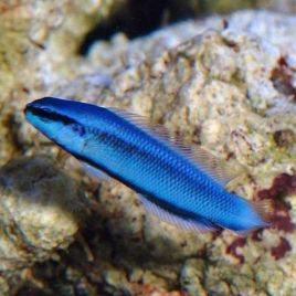 Hybride Pseudochromis Indigo bleu 4-5 cm