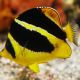 Chaetodon mitratus (4-6 cm) 295,00 €
