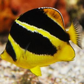 Chaetodon mitratus (4-6 cm)