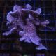Bouture Pavona Decussata 3-5 cm 17,50 €