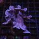 Bouture Pavona Decussata 3-5 cm 17,50 €