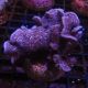Bouture Pavona Decussata 3-5 cm 17,50 €