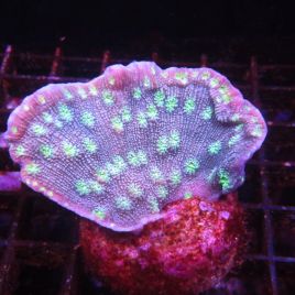 Bouture Echinopora Lamellosa bleu à polypes verts 14,50 €