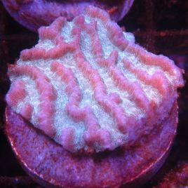 Bouture Platygyra bicolor