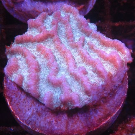 Bouture Platygyra bicolor