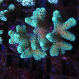 Bouture Seriatopora Calendreum vert 5-7 cm