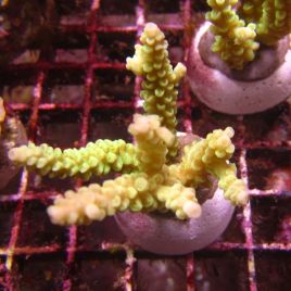 Bouture Acropora Tenuis jaune 25,00 €