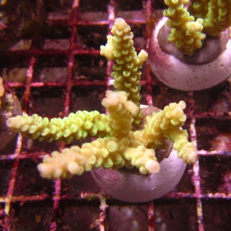 Bouture Acropora Tenuis jaune 25,00 €