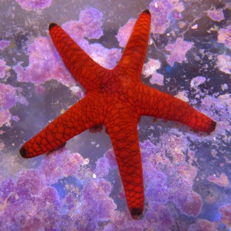 Fromia indica - étoile rouge et noire 5-7 cm