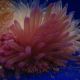 Condylactis Passiflora - Condylactis gigantea - anémone à longues tentacules mauves des Caraïbes 39,50 €