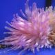Condylactis Passiflora - Condylactis gigantea - anémone à longues tentacules mauves des Caraïbes 39,50 €