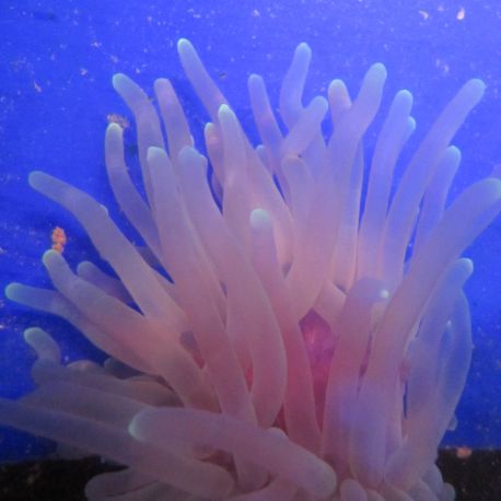 Condylactis Passiflora - Condylactis gigantea - anémone à longues tentacules des Caraïbes