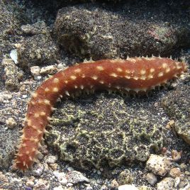 Holothuria hilla - Mertensiothuria hilla 6-12 cm