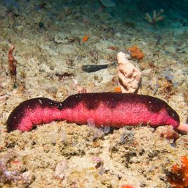 Holothuria edulis - comcombre rouge et noir