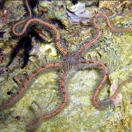 Ophiomastix annulosa (Ophiure rose - ok récifal) lot de 2