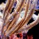 Pterogorgia Anceps - gorgone en lambeaux symbiotique  10-15 cm