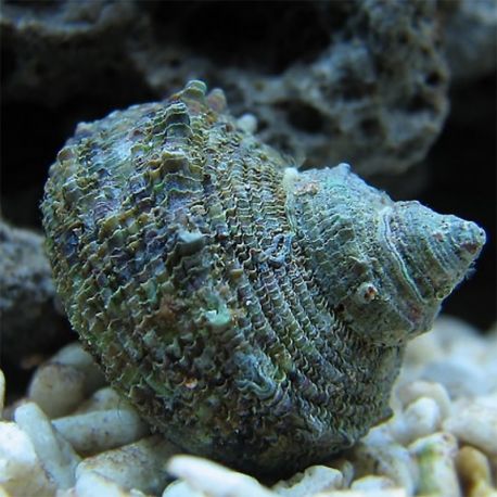 Turbo setosus - Turban rugueux 4-5 cm 