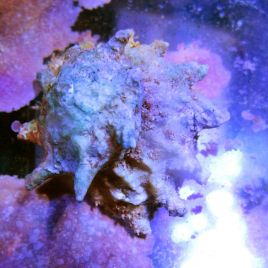 Astréas caelata (étoilés) 2-3 cm- Lithopoma tectum  (lot de 15)