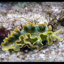 Tridachia crispata - limace mangeuse d'algues 3-4 cm