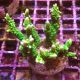 Bouture Montipora Stellata vert 