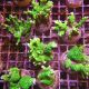 Bouture Montipora Stellata vert fluo 24,00 €