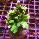 Bouture Montipora Stellata vert fluo 24,00 €