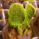 Bouture Montipora Foliosa vert 4-5 cm