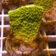 Bouture Montipora Foliosa vert 4-5 cm 22,00 €