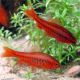 Puntius Titteya - Barbus Cerise lot de 3           