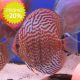 Discus Turquoise rouges Stendker 10 cm lot de 2 99,00 €