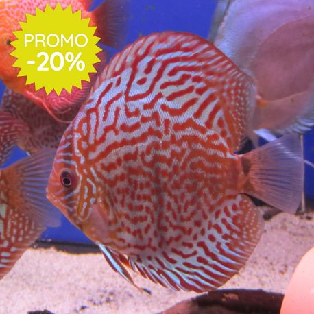 Discus Turquoise rouges Stendker 10 cm lot de 2 99,00 €