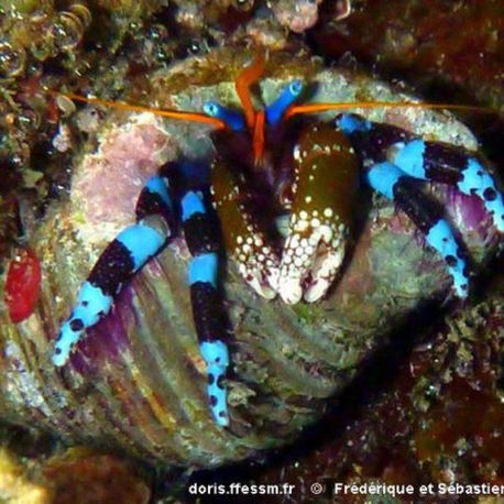 Calcinus elegans 2-3 cm (par 5)