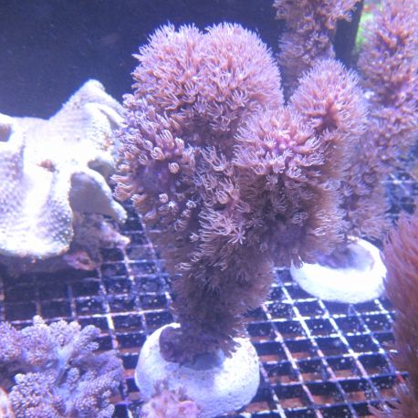 Briareum asbestinum (branchu) 10-15 cm