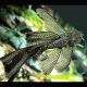 Ancistrus Dolichopterus long voile 4-5cm (Ancistrus voilés) 9,50 €
