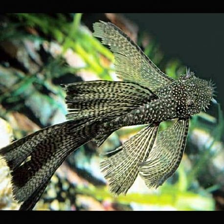 Ancistrus Dolichopterus long voile 7-8cm (Ancistrus voilés)