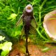 Ancistrus Dolichopterus long voile 4-5cm (Ancistrus voilés) 9,50 €