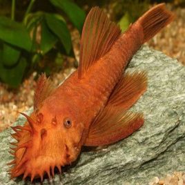 Ancistrus SP Super Red 5-7cm 