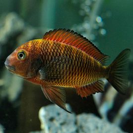 Tropheus Kachese 5-6 cm  22,50 €