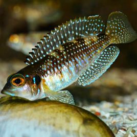 Lamprologus Meleagris / Stappersi 12,50 €