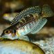 Lamprologus Meleagris / Stappersi lot de 2 22,50 €