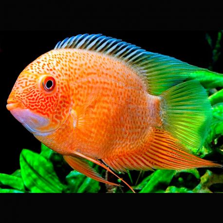Heros severum red spotted 10-12 cm-Superbes 97,50 €