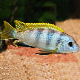 Labidochromis Perlmut 6-8 cm