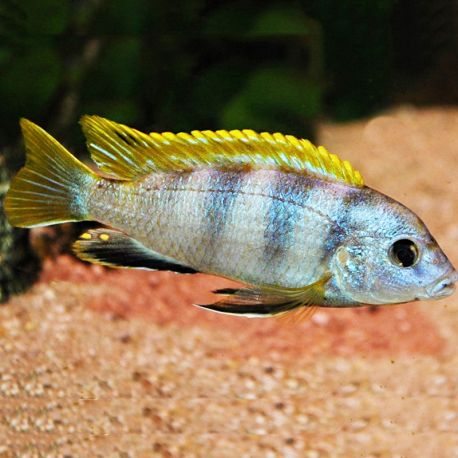 Labidochromis Perlmut 6-8 cm 9,50 €