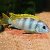 Labidochromis Perlmut 6-8 cm