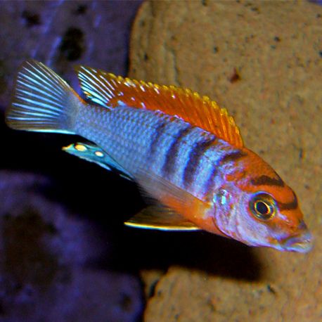 Labidochromis Hongi Sweden 5-6cm 9,50 €