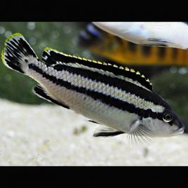 Melanochromis Parallelus 9,50 €