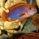 Iodotropheus sprengerae - Mbuna lavande 8,50 €