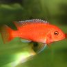 Maylandia estherae - Zebra Rouge 3-4cm lot de 2