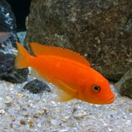 Maylandia estherae - Pseudotropheus Zebra red 7-8cm 12,50 €