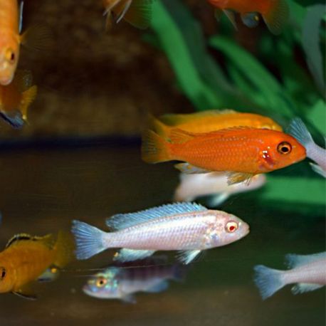 Pseudotropheus Mix XL lot de 4 49,50 €